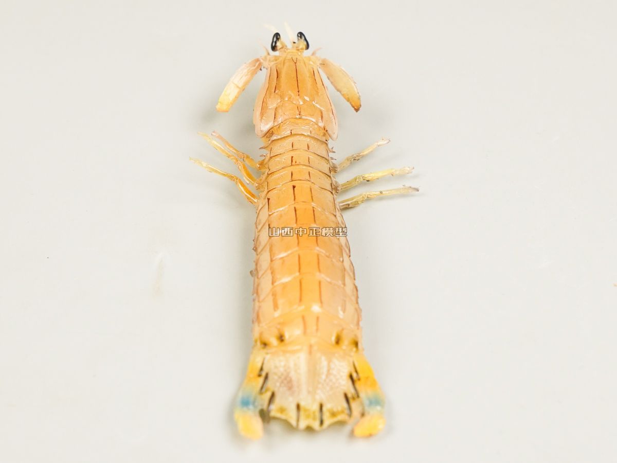 皮皮虾模型仿真动物模型