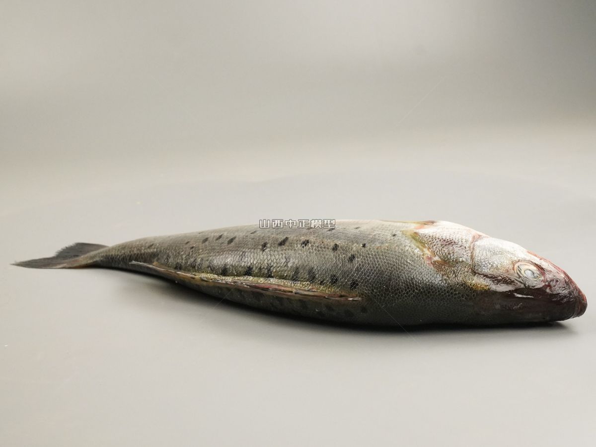 鲈鱼动物模型仿真动物模型生产厂家
