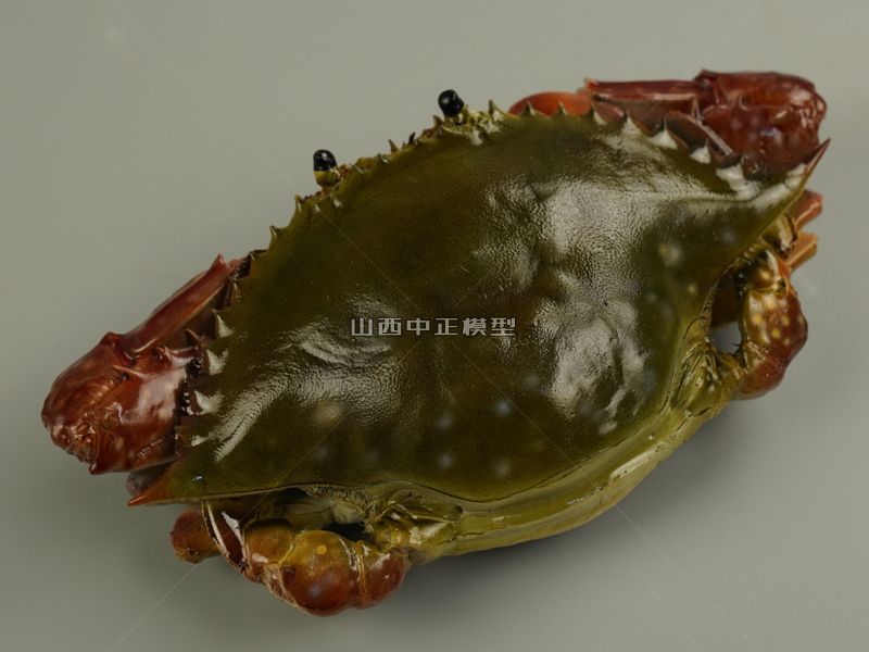 青螃蟹动物模型仿真