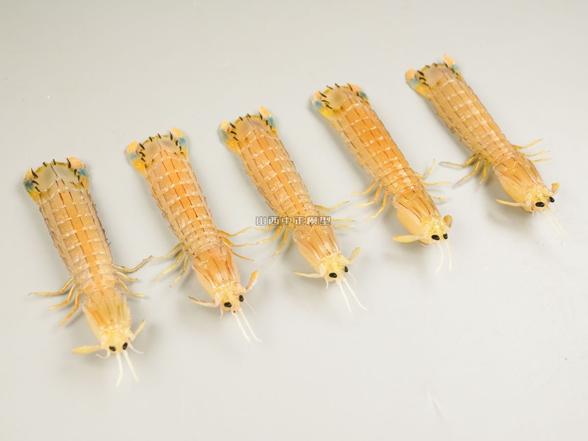 皮皮虾模型仿真动物模型