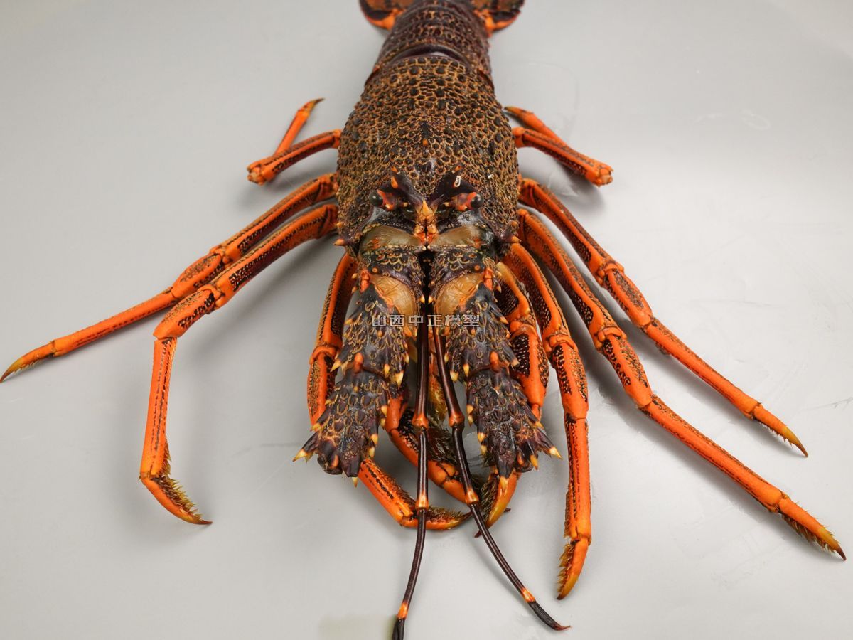 大龙虾海鲜动物仿真模型